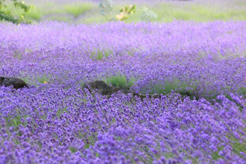 Cottage Pastorale Fujikawaguchiko Eksteriør billede
